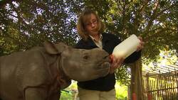 You’ll Never Guess How Much Milk This Baby Rhino Drinks Each Day! Instructional Video