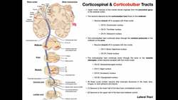 Corticobulbar Tracts EXPLAINED | Cranial Nerve Motor Function Instructional Video