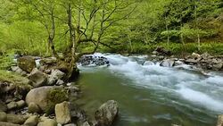 River stream flows fast in untouched beautiful green forest, nature timelapse Stock Footage