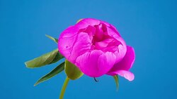 Pink Peony Flower Blooming Stock Footage