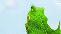 What Do Moths Eat? Instructional Video