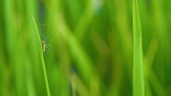 Slow motion spider walking on green rice plant field Stock Footage