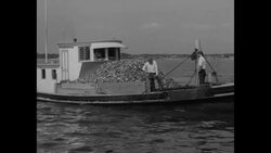 Oyster research underway in West Sayville, NY News Clip
