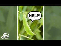 Beans that ask Bugs for Help #shorts #science #SciShow Instructional Video