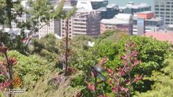 Saving New Zealand's birds: Conservationists keep species from going extinct News Clip