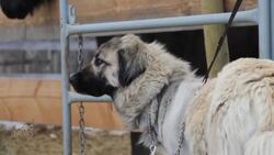 B.C. dog's leg amputated after getting caught in trap News Clip