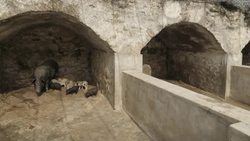 Pigs on a pig farm in China News Clip