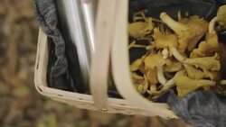 Woman picking mushrooms and drinking coffee in the forest Stock Footage
