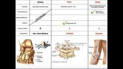 Let's Differentiate the Types of Synovial Joints! Instructional Video