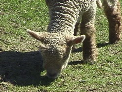 Problemas ambientales y soluciones: sostenibilidad Instructional Video