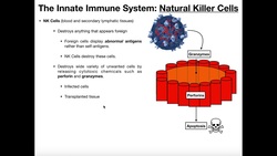 Physiology of Mechanism of Natural Killer (NK) Cells Instructional Video