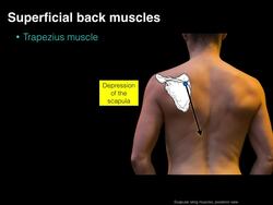 Superficial back muscles Instructional Video