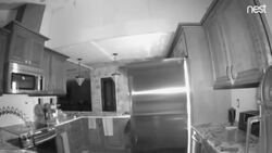 170-kg bear invades Colorado home while owners sleep unaware News Clip