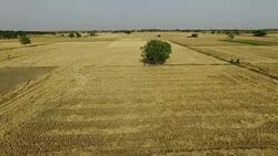 Empty field after wheat crop harvesting during summer season. Stock Footage