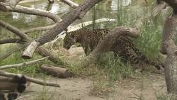 Off to a Rough Start! These Two Jaguars Need to Make Up if They Want to Breed Instructional Video
