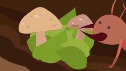 High Five Facts - Rainforest Animals Instructional Video