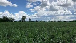 Thailand sugar cane plantation Stock Footage