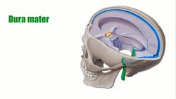 Dura mater Instructional Video