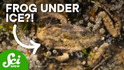 Five Bizarre Places Frogs Call Home Instructional Video