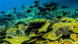 Ocean Wise Overview News Clip