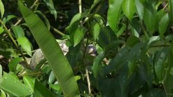 VOICED : Una iguana invasora de América Latina amenaza a la iguana de las Antillas News Clip