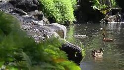 Waterfall in slow motion 180fps Stock Footage