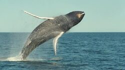 Water Ecosystems Instructional Video