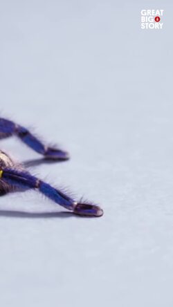 These Sapphire Tarantulas are losing their home Instructional Video