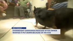 Overweight Chihuahua saved from euthanasia News Clip