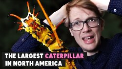 This Caterpillar Looks Terrifying But Is A Baby Instructional Video