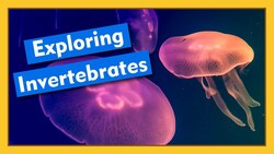 Exploring Invertebrates | Compilation Instructional Video