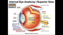 Anatomy of the Eyeball and 3 Tunics Instructional Video