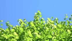 BOTTOM UP: Picturesque shot of vibrant green foliage and the clear blue sky. Stock Footage