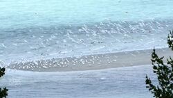 Uncovering the natural phenomenon of the herring spawn on Vancouver Island News Clip