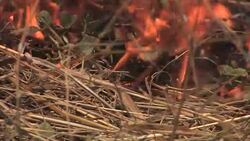 Controlled bush fire in the outback Stock Footage