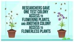 Why Are These Bees STABBING Plants? Instructional Video