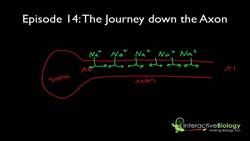 014 The Journey Down the Axon Instructional Video