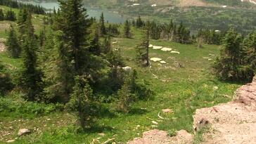 Glacier National Park - Unsure Footing: Glacier's Habituated Mountain Goats