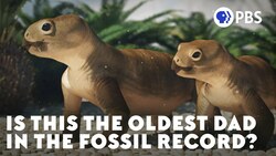 Is This The Oldest Dad In The Fossil Record? Instructional Video