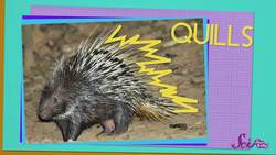 Viewer Mail from Scotland! Science for Kids Instructional Video