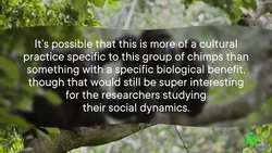 These Chimps Treat Each Other’s Wounds. With Bugs Instructional Video