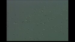 Adaptation and diversity of living organisms Instructional Video