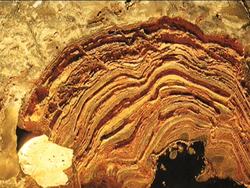 Prokaryotes: the Earliest Cells Instructional Video