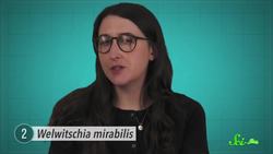 6 Lonely Branches on the Tree of Life Instructional Video