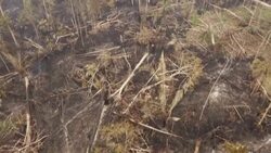 VOICED : Amazonía brasileña registra deforestación récord para mes de abril News Clip