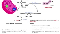 Lipid Biosynthesis | Fatty Acid Biosynthesis 1: Generate Cytosolic Acetyl-CoA Instructional Video