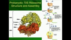 Shine-Dalgarno/Kozak Sequences & 70S Ribosome Assembly Instructional Video