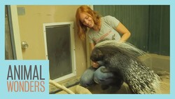 Sharing The Romping Room Instructional Video