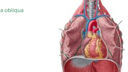 Lunge Instructional Video