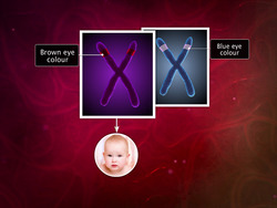 Law of Dominance Instructional Video